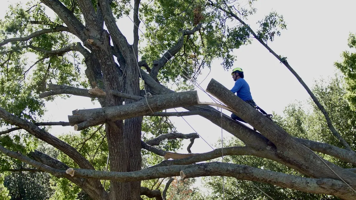 Professional Hazardous Tree Removal performed by certified arborists in Sterling