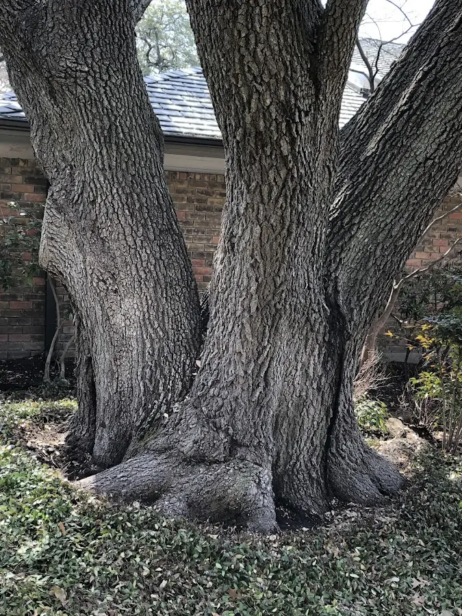 Mature heritage tree close to a Sterling property cared for by certified arborists